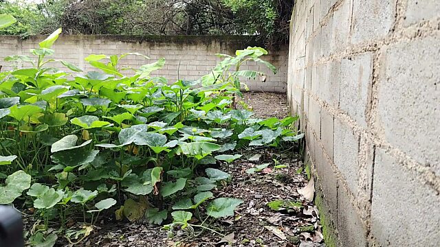 Banging the Hot Mexican Chick Next Door, We Almost Got Caught Outdoors